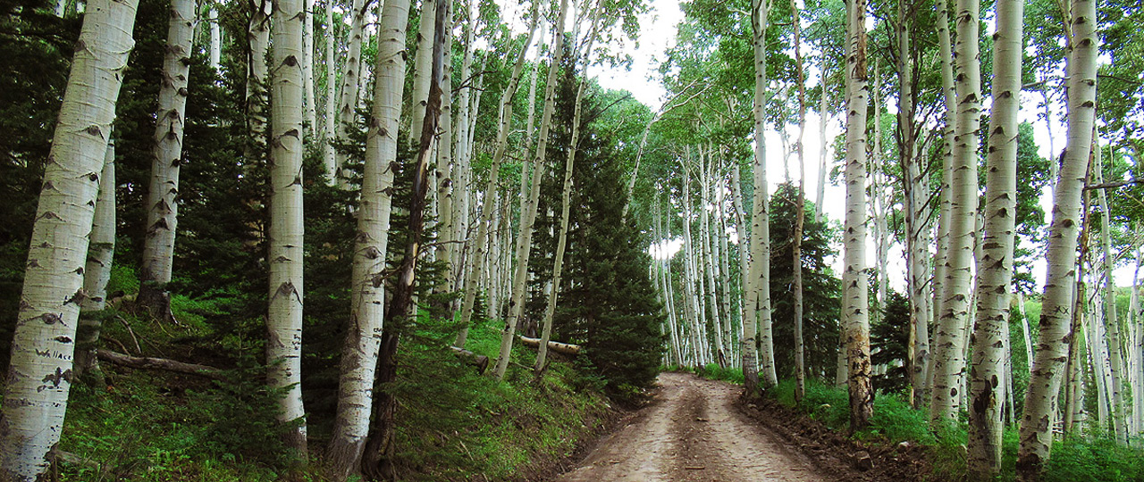 Last Dollar Road - Ridgway, CO